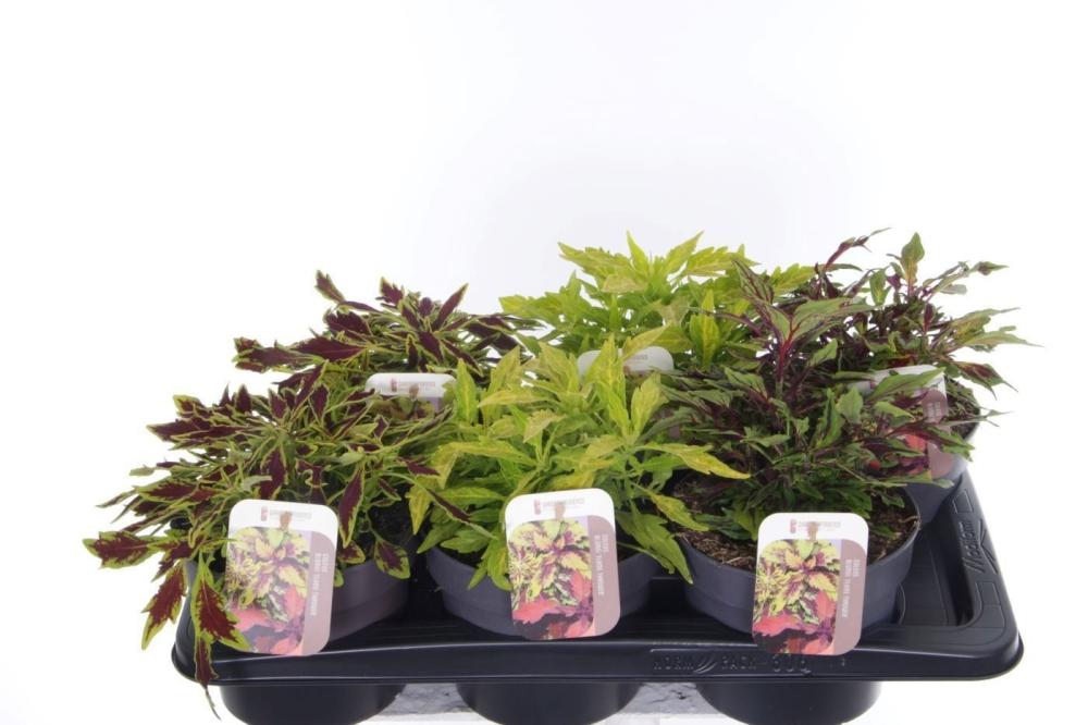 Coleus