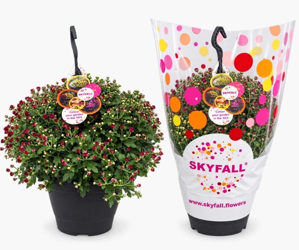 Chrysanthemum multiflor