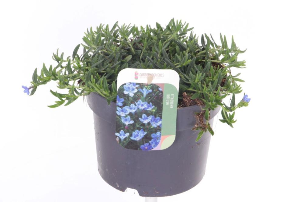 Lithodora