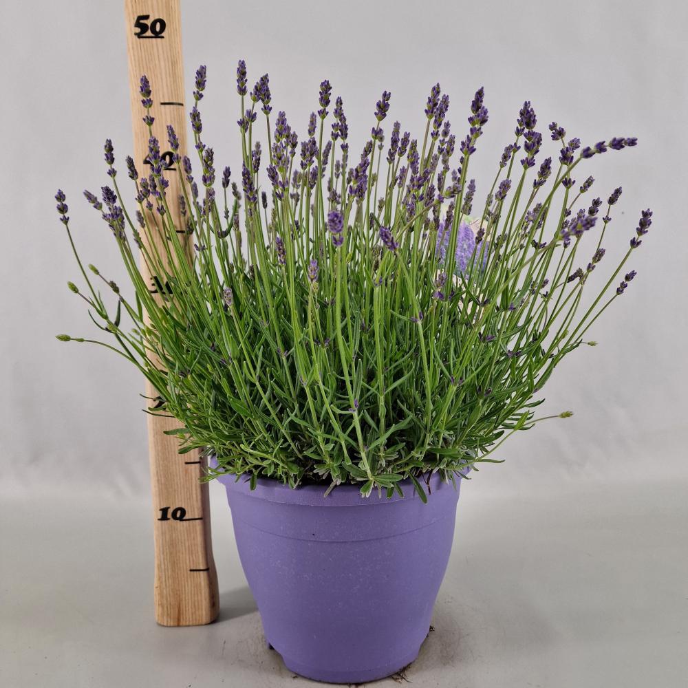 lavandula
