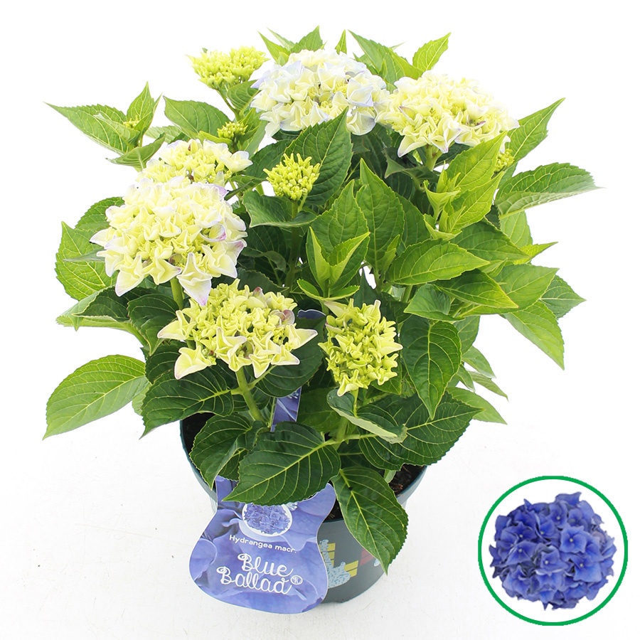 hydrangea
