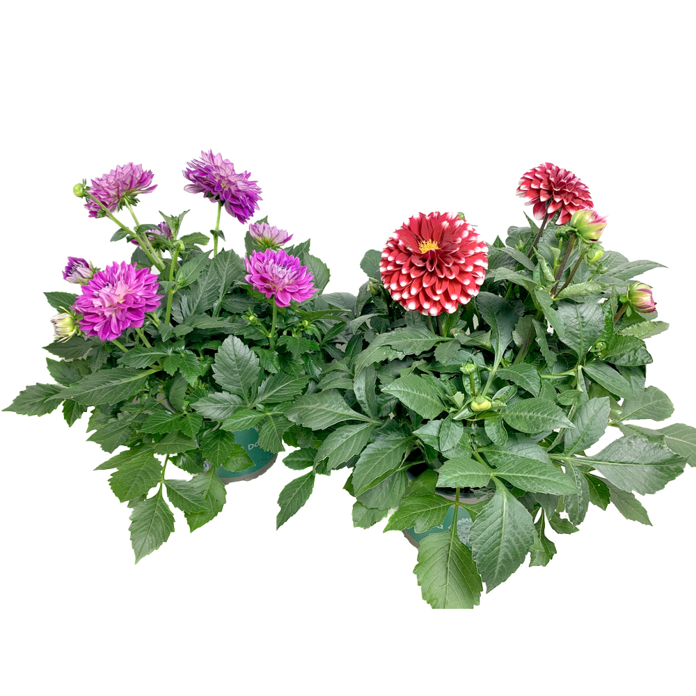 Dahlia coccinea dalina maxi