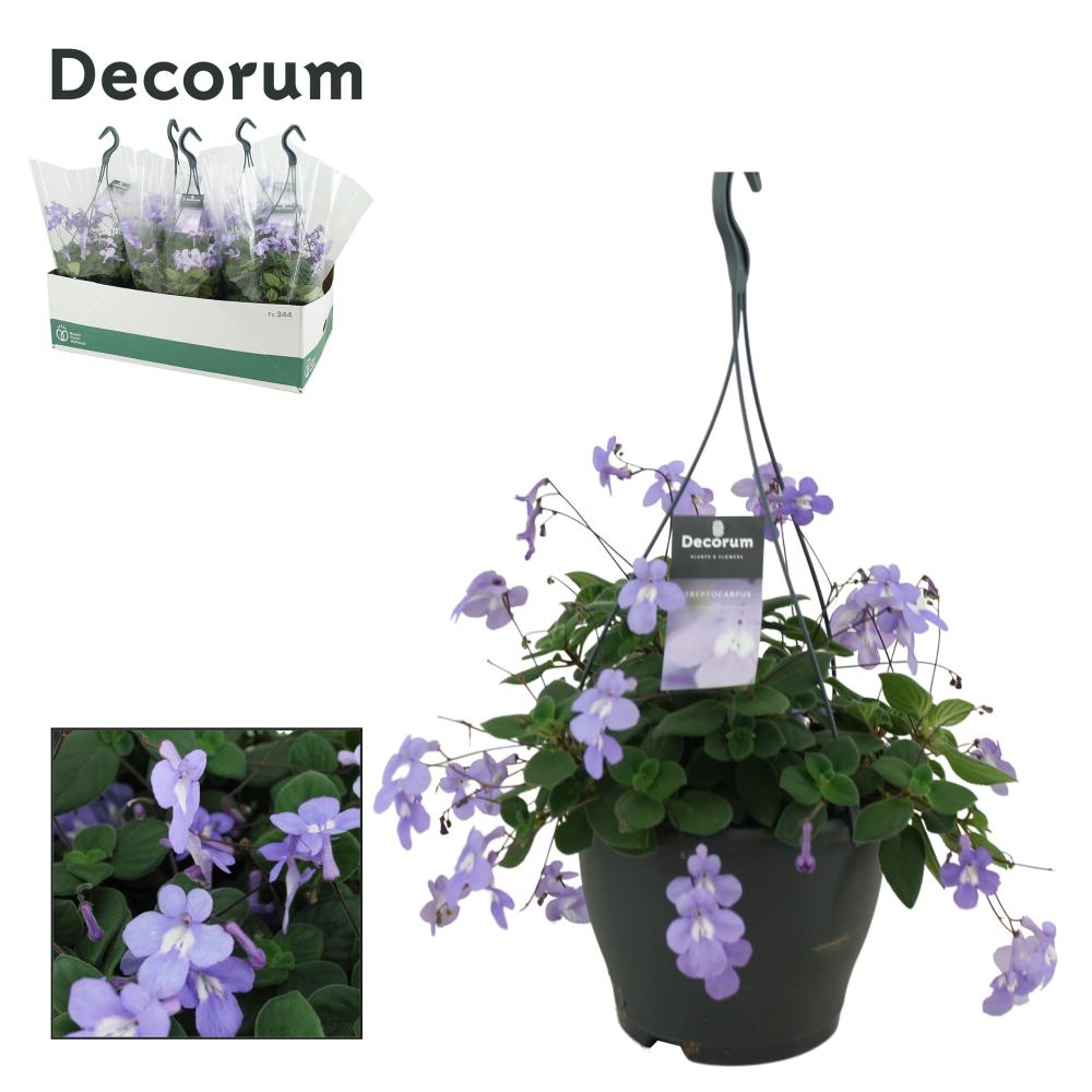 Streptocarpus