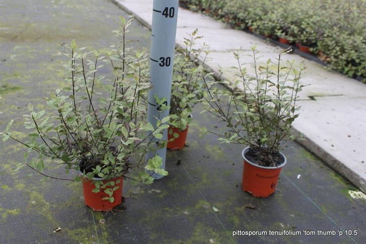 Pittosporum
