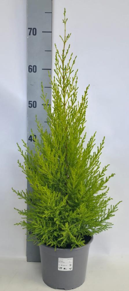 cupressus