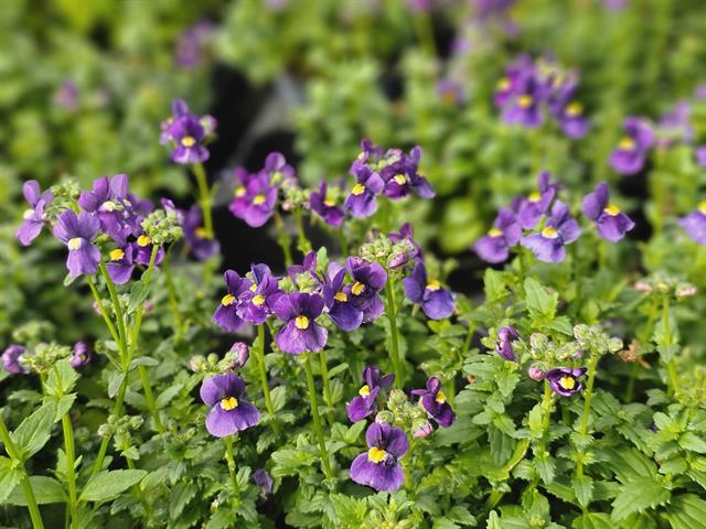 Nemesia