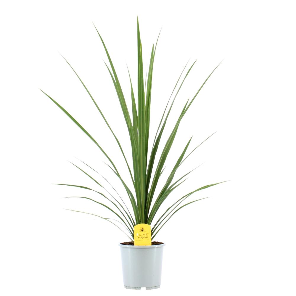 cordyline indivisa