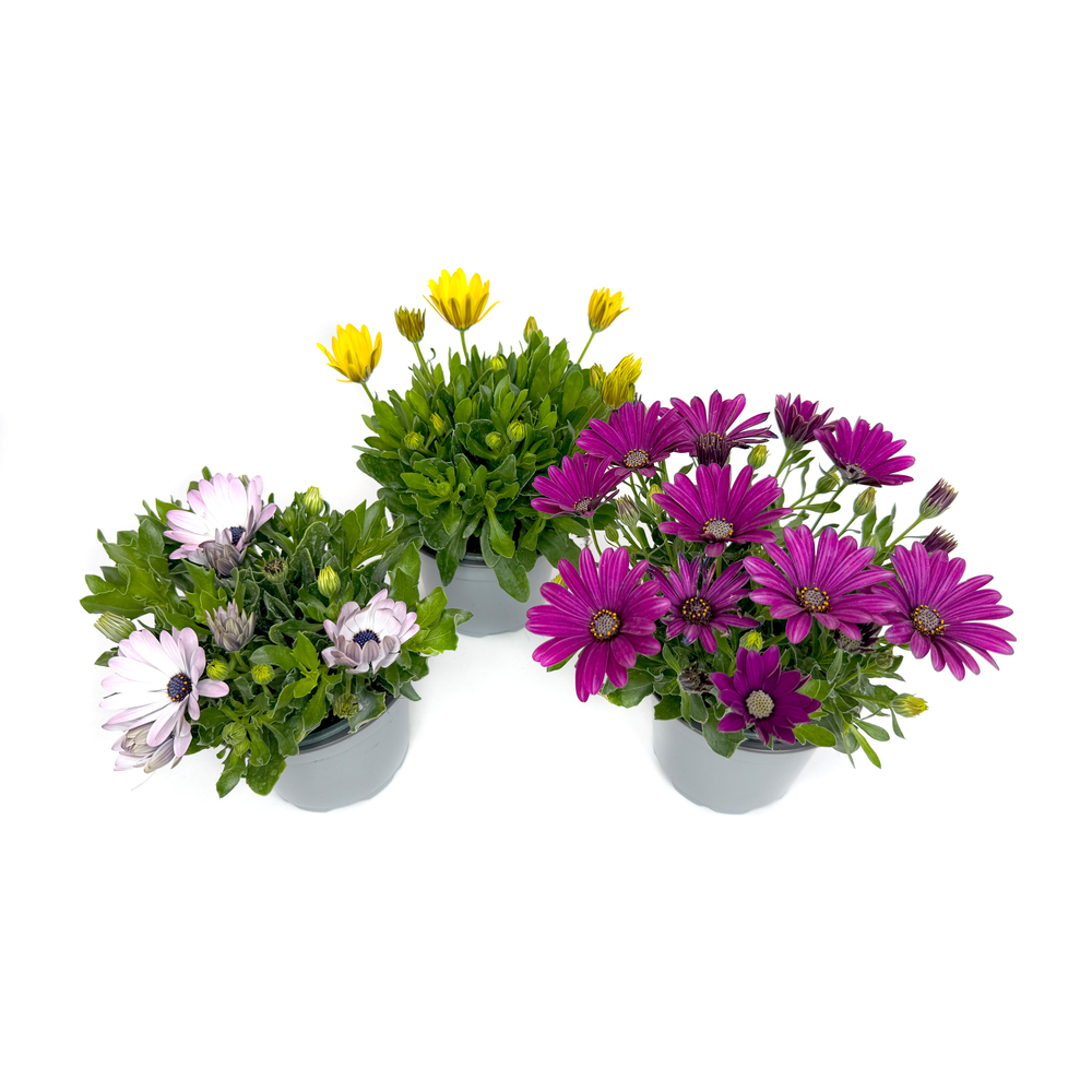 Osteospermum ecklonis flowerpower