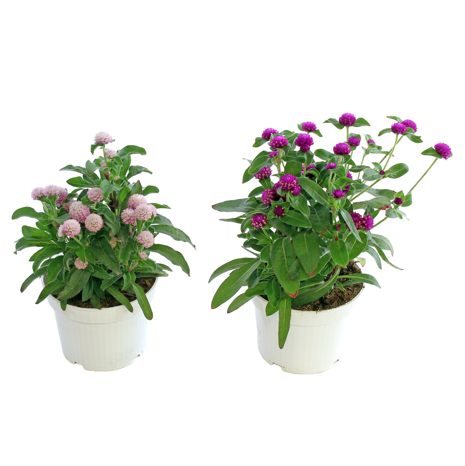 Gomphrena