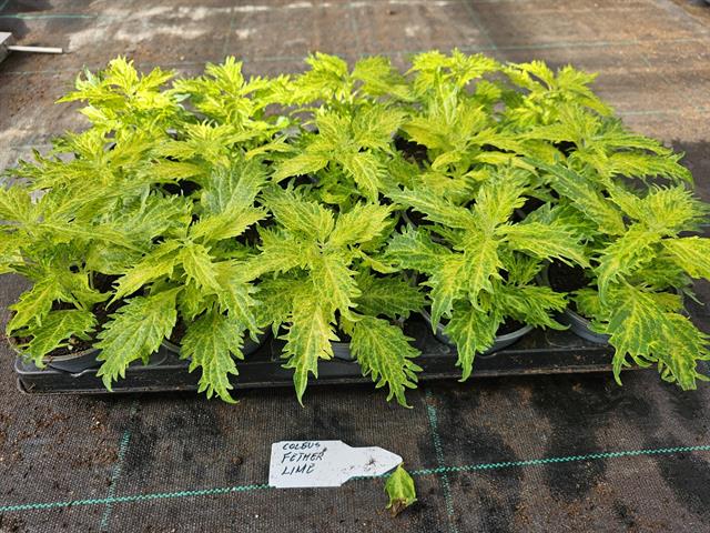 coleus