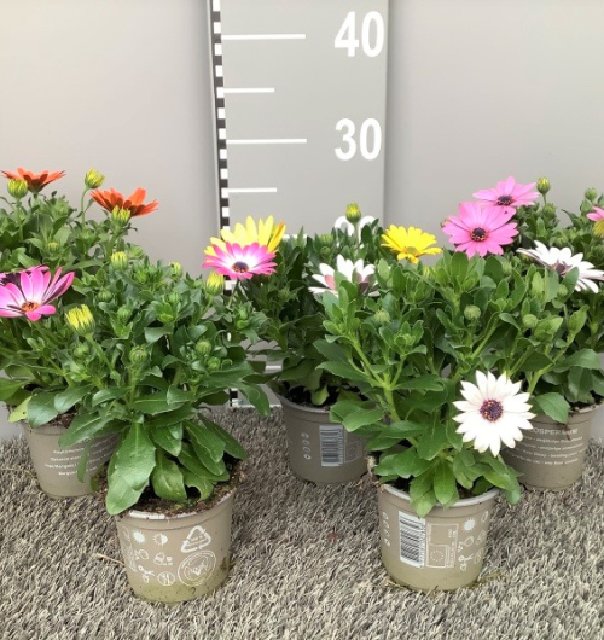 Osteospermum