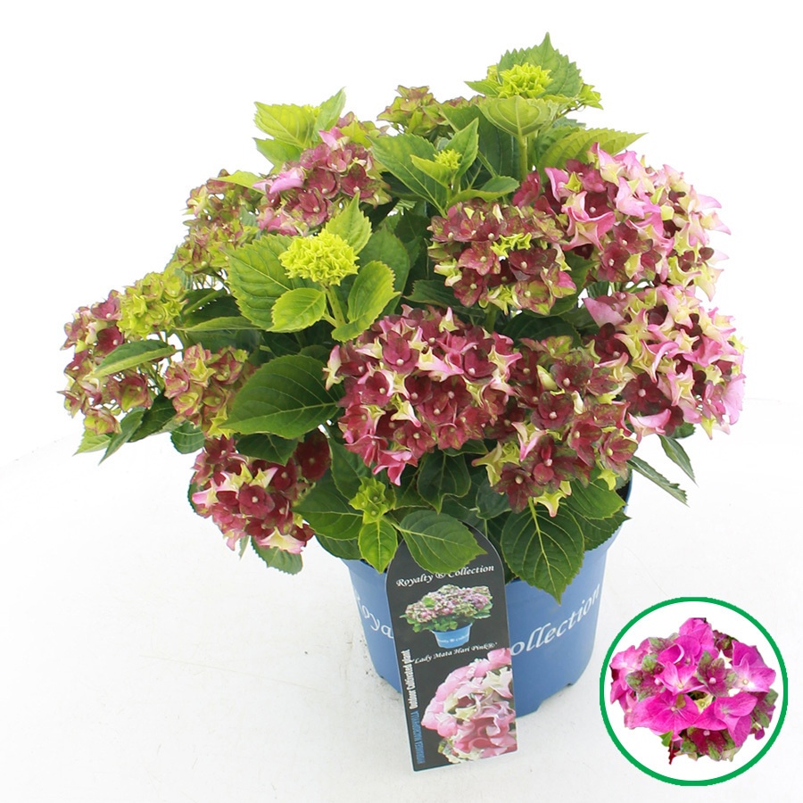 hydrangea