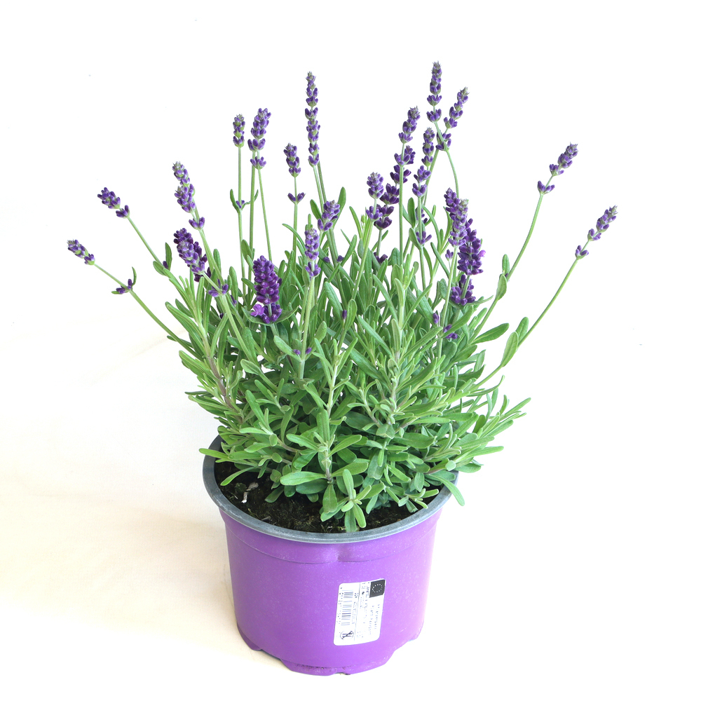 Lavandula angustifolia