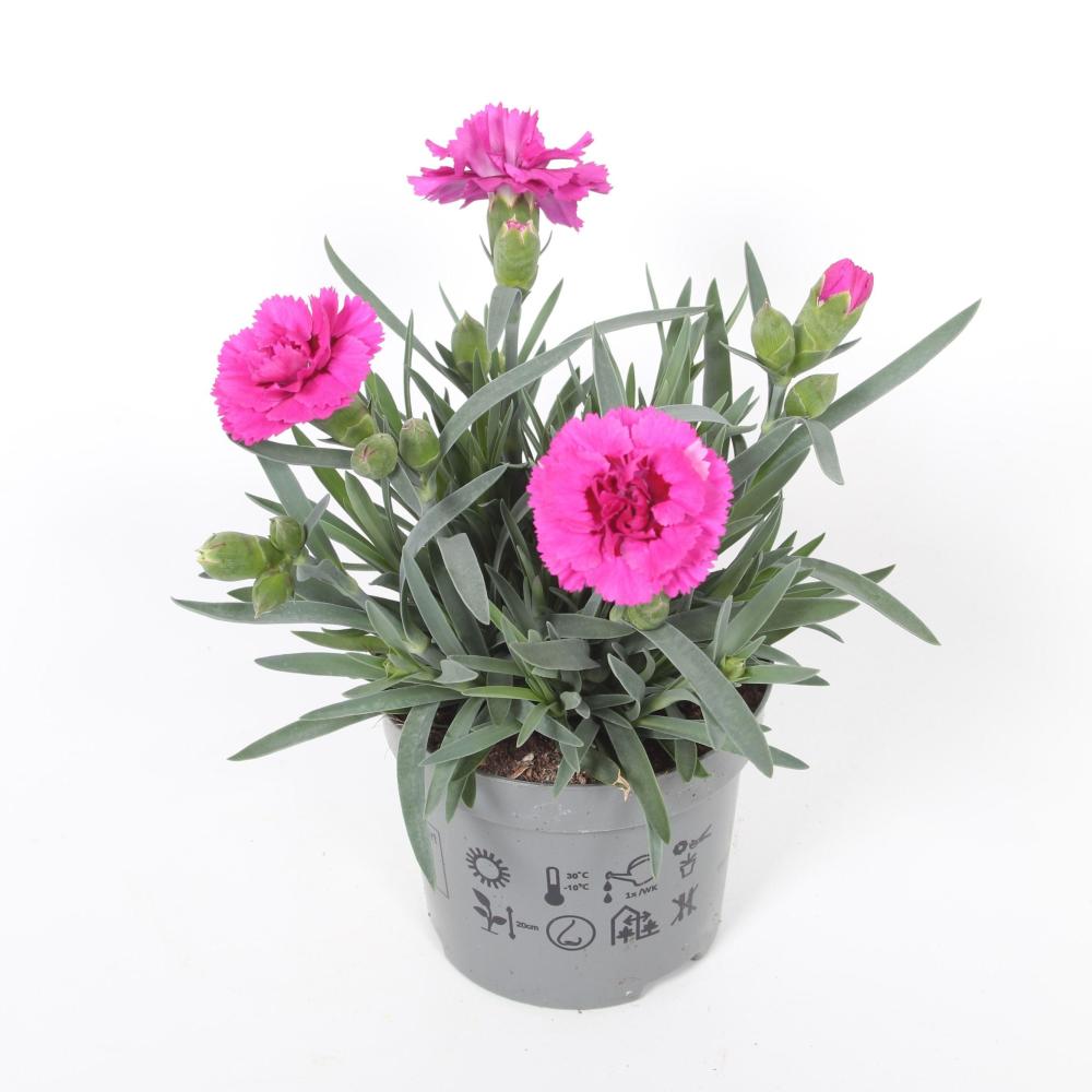 dianthus