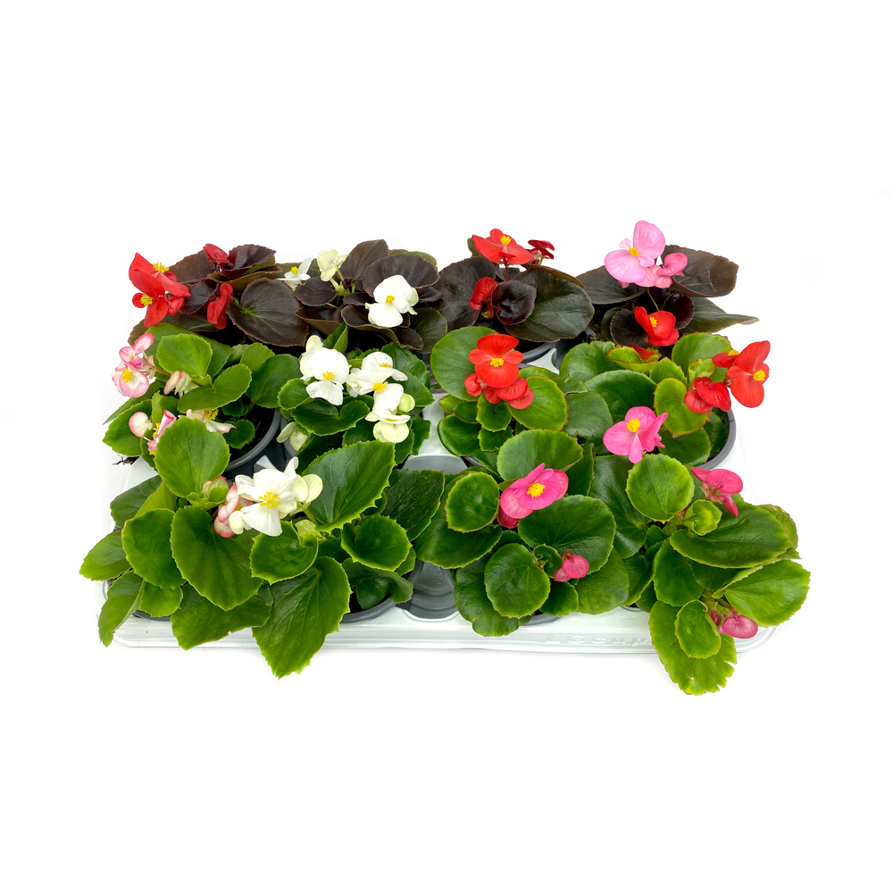 Begonia semperflorens