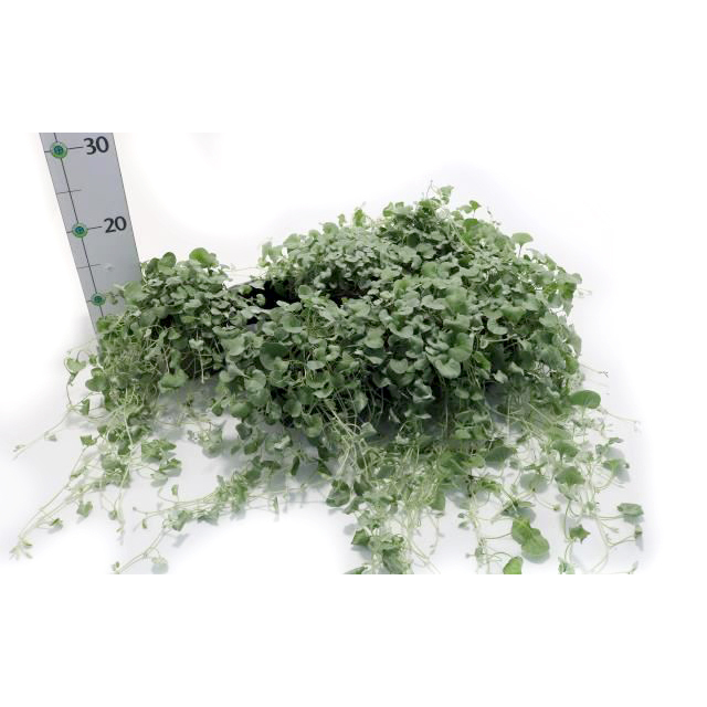Dichondra argenta silver falls