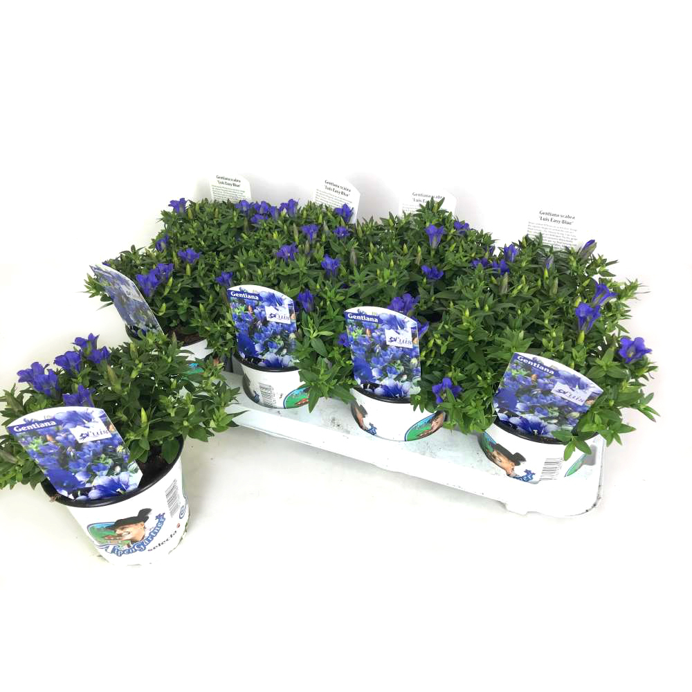 Gentiana scabra luis