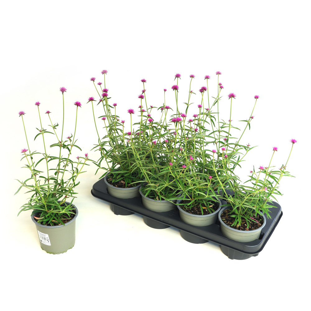 Gomphrena globosa truffula pink