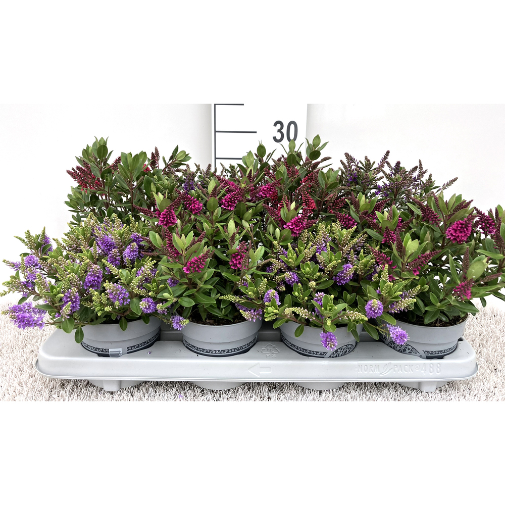 Hebe andersonii all blooms