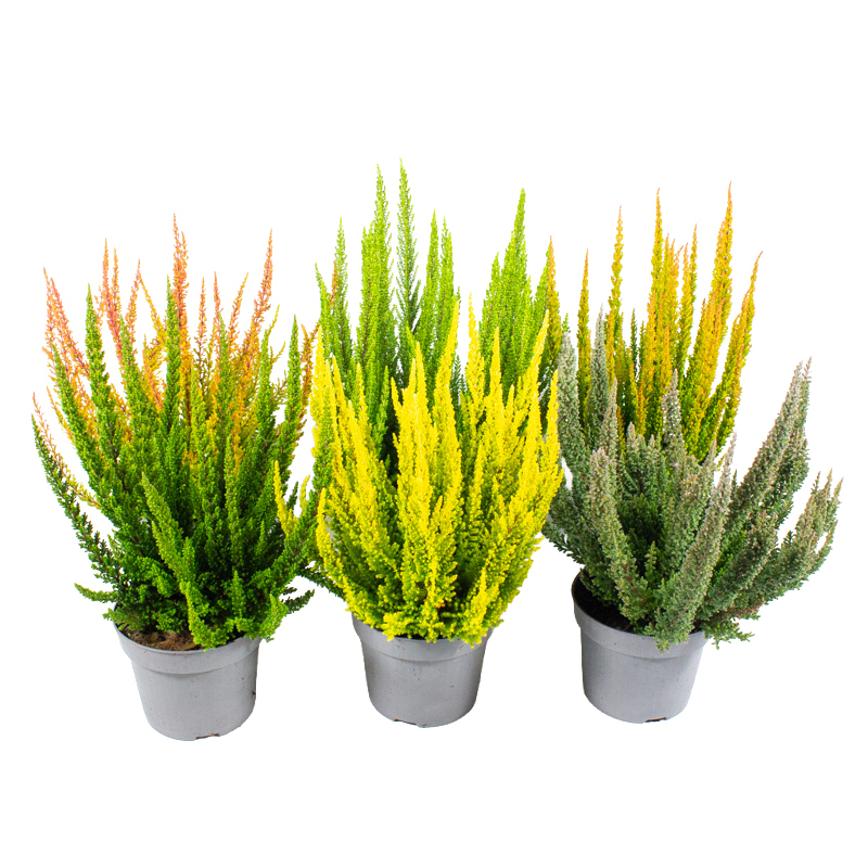 Calluna vulgaris beauty ladies skyline