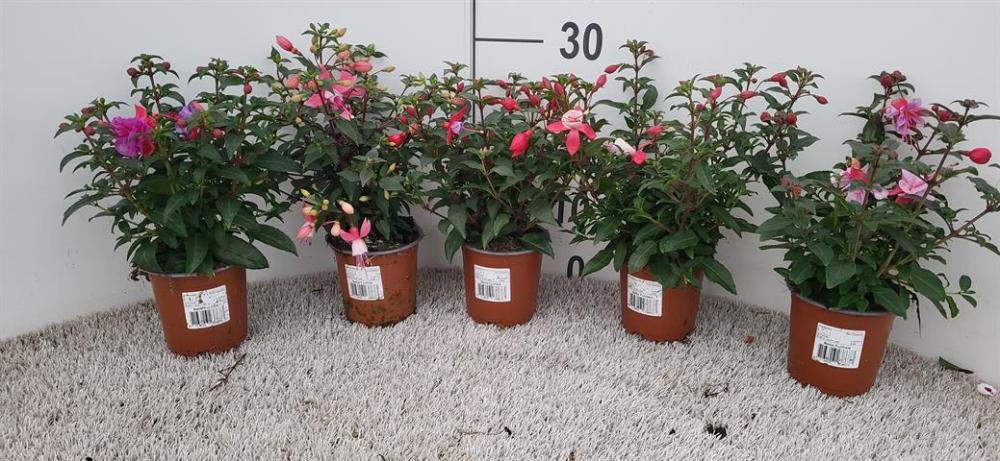 fuchsia