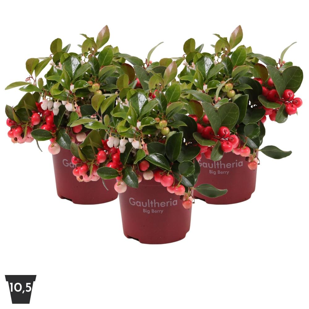 gaultheria