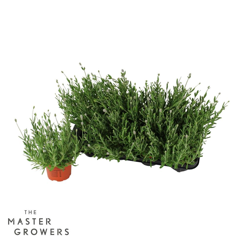 lavandula