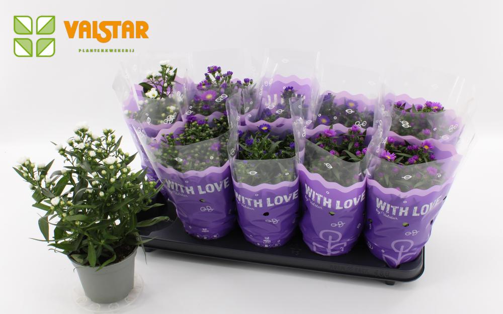 Aster