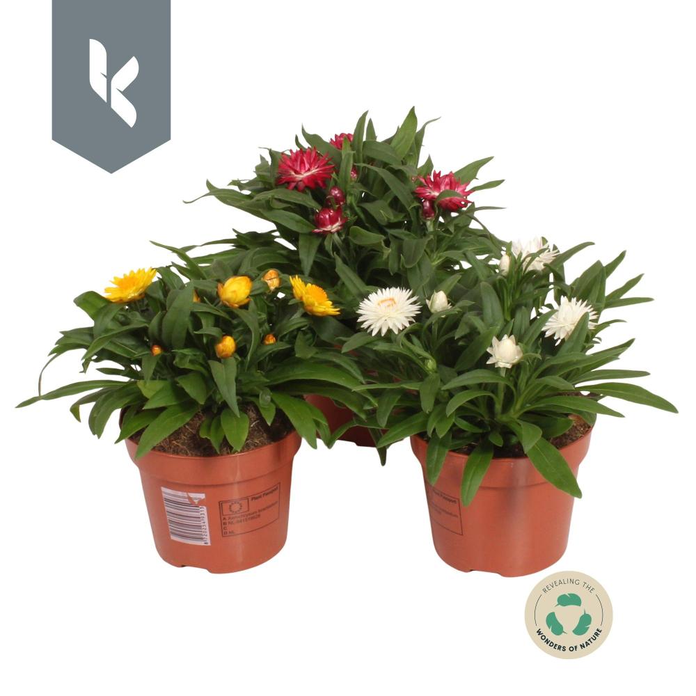 Helichrysum