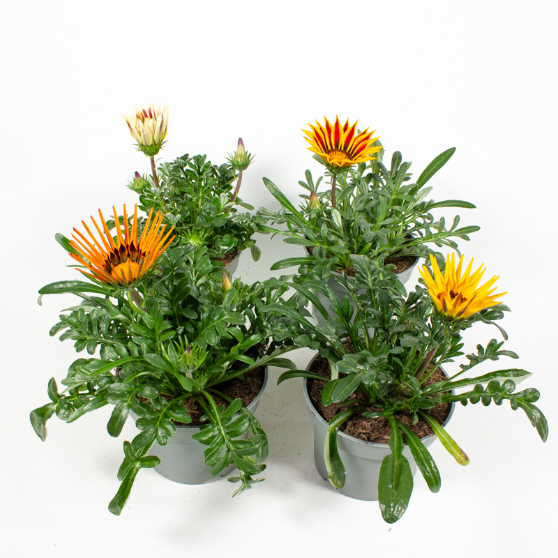 Gazania hybrid