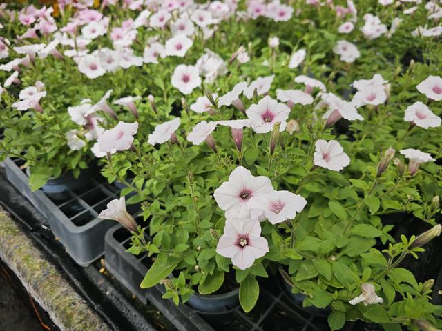 Petunia