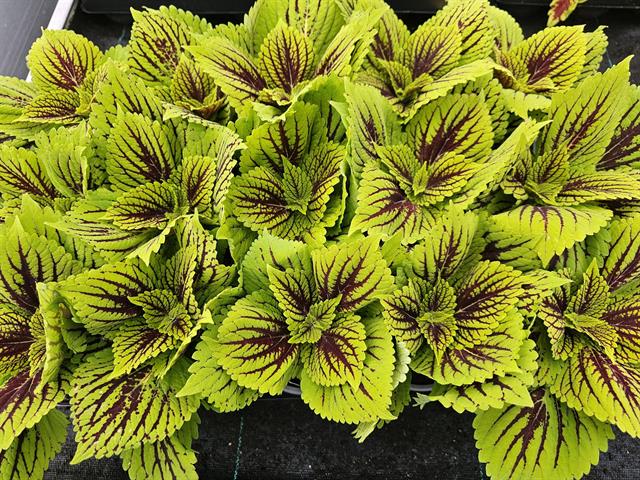 coleus