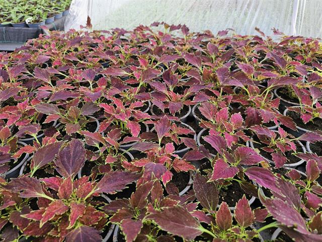 coleus