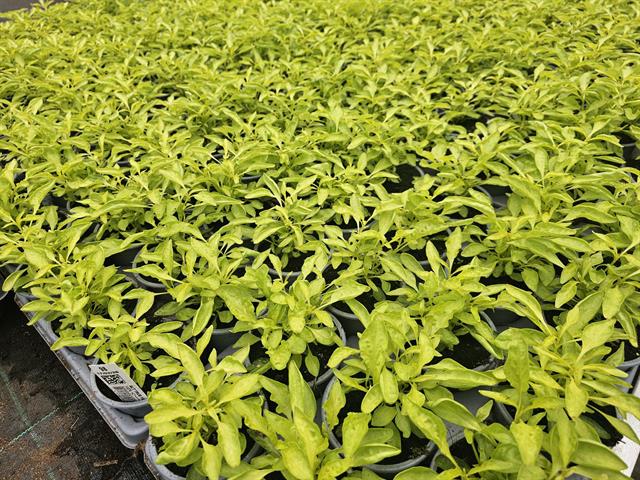 alternanthera