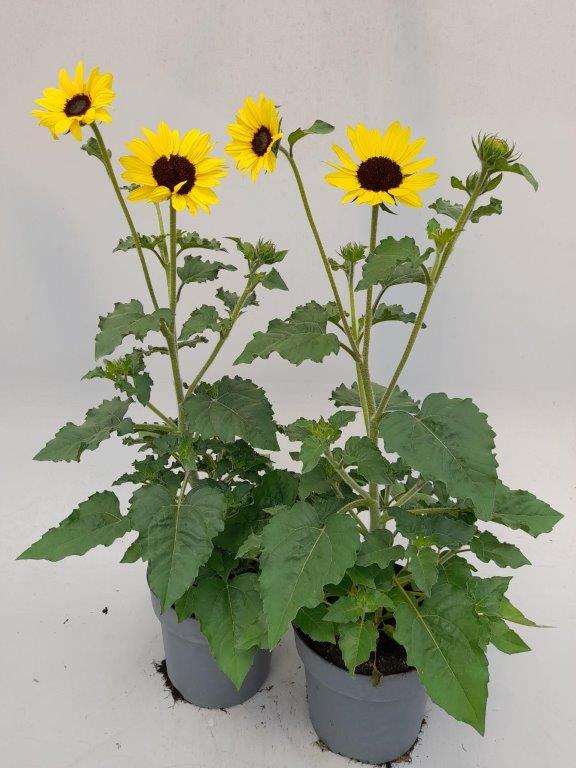 Helianthus