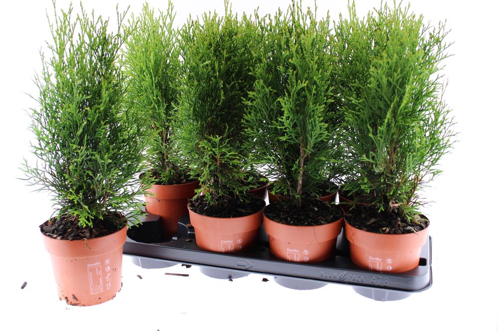 Thuja