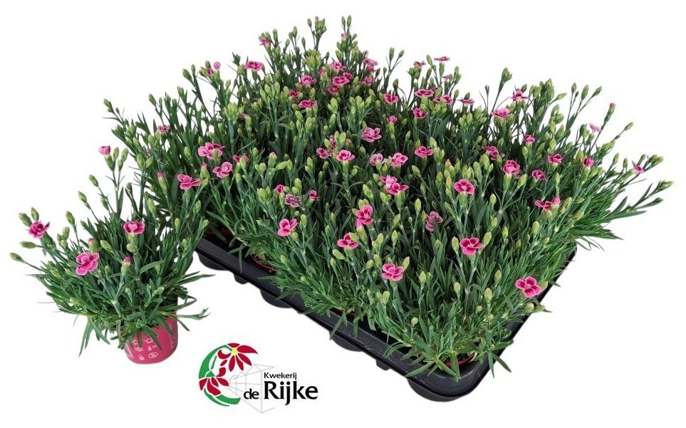 dianthus