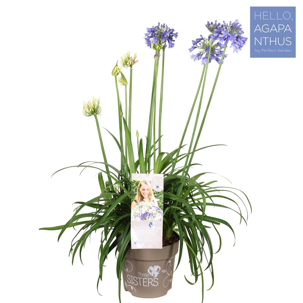 agapanthus