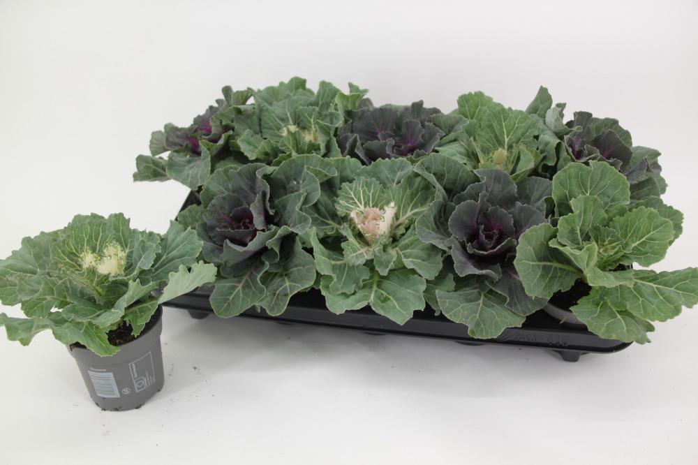 Brassica