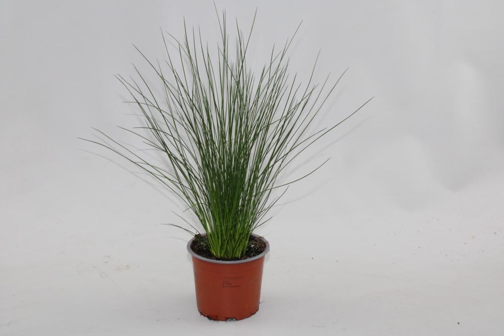 Juncus