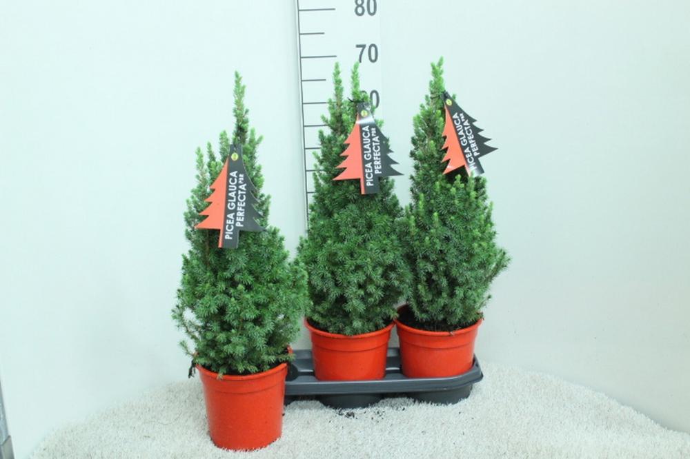 picea