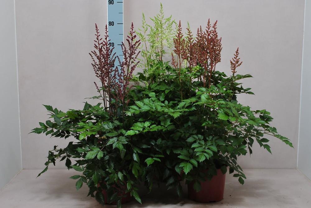 Astilbe