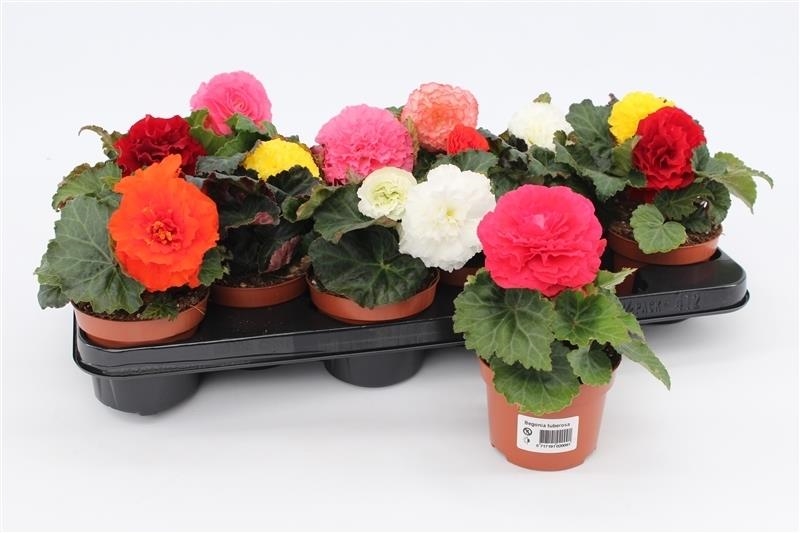Begonia non stop