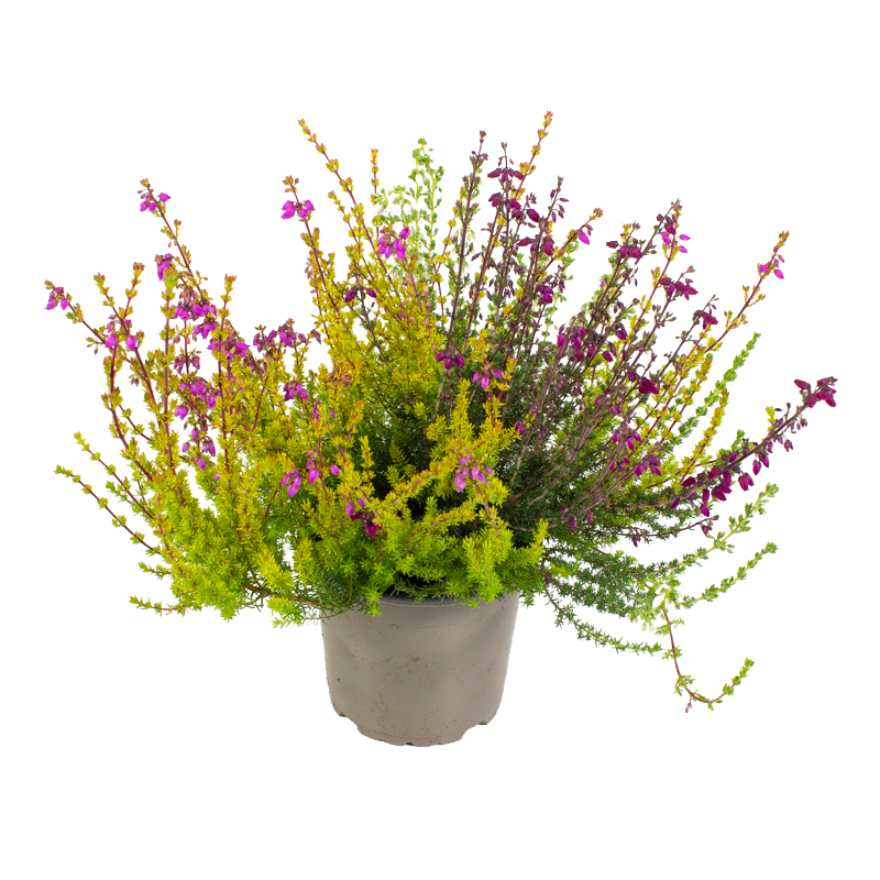 Erica cinerea trio