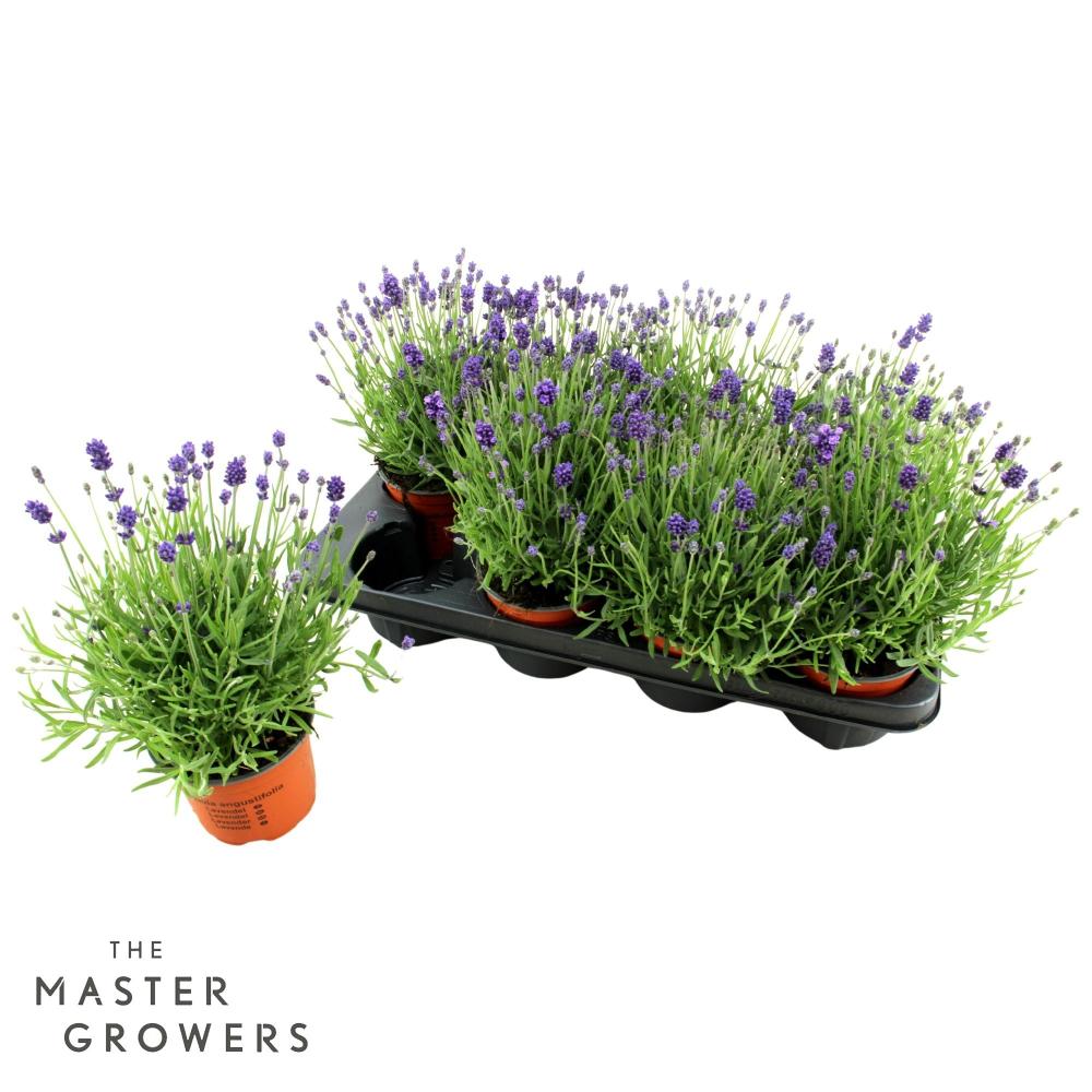 lavandula