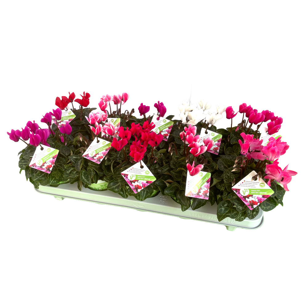 Cyclamen persicum angelito