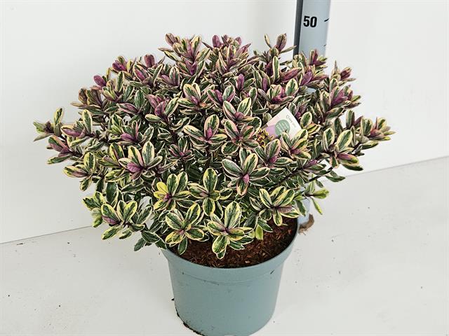 Hebe - veronica