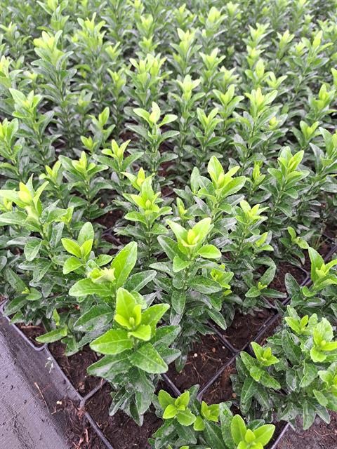 euonymus