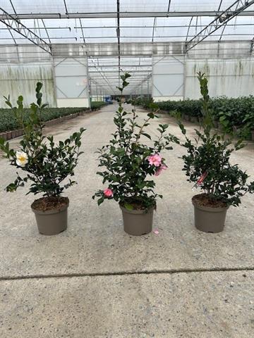 Camellia