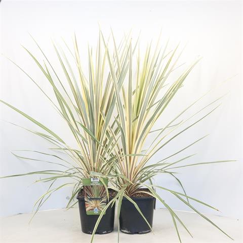 cordyline indivisa